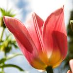 image: Image from the photoset ‘
escher blummen (lxxxiii)
’.