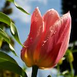 image: Image from the photoset ‘
escher blummen (lxxxiii)
’.