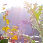 Image: Third image from the photoset 'veianen (iv)'.