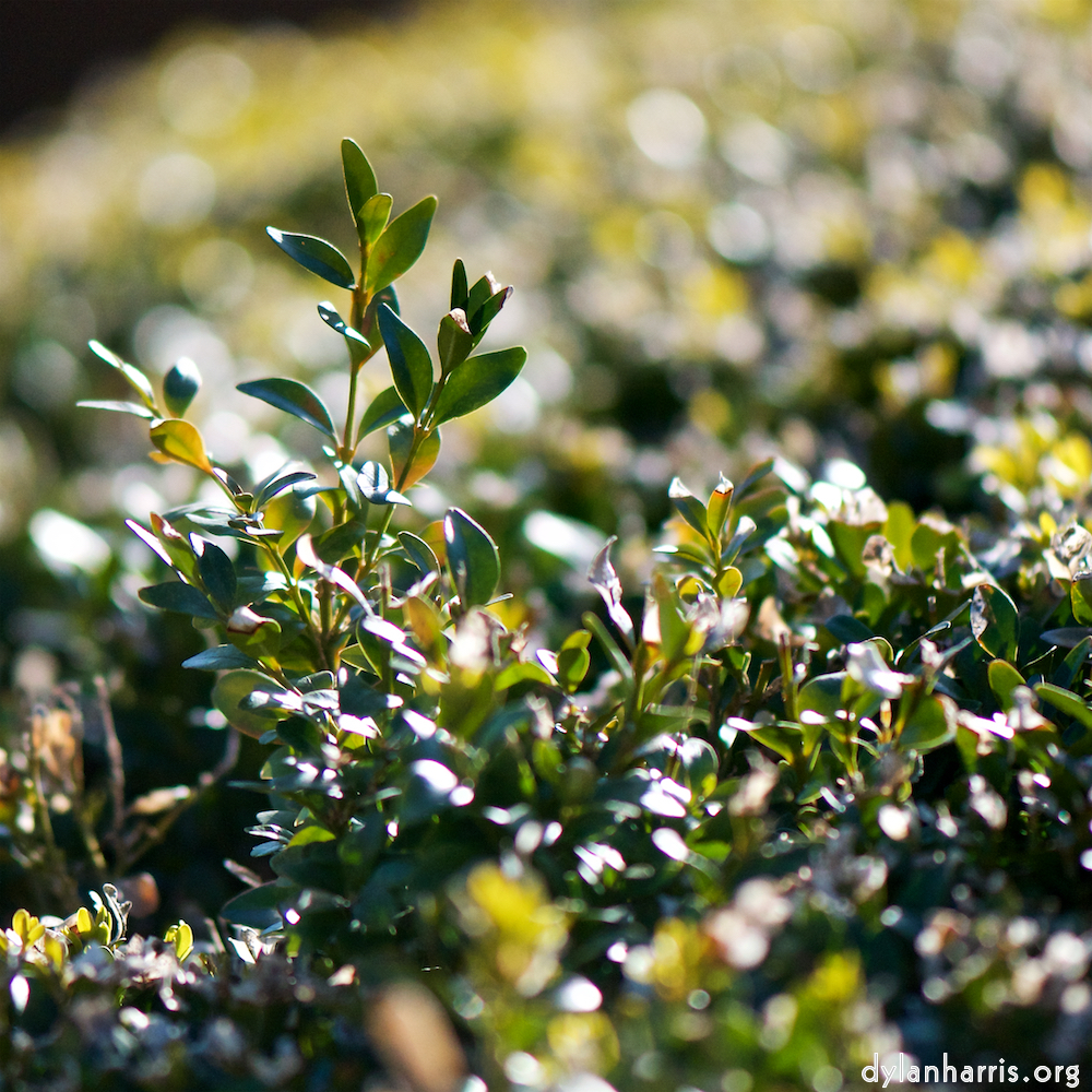 image: Image 'place de la résistance 2', at Place de la Résistance, head and torso of a doe.