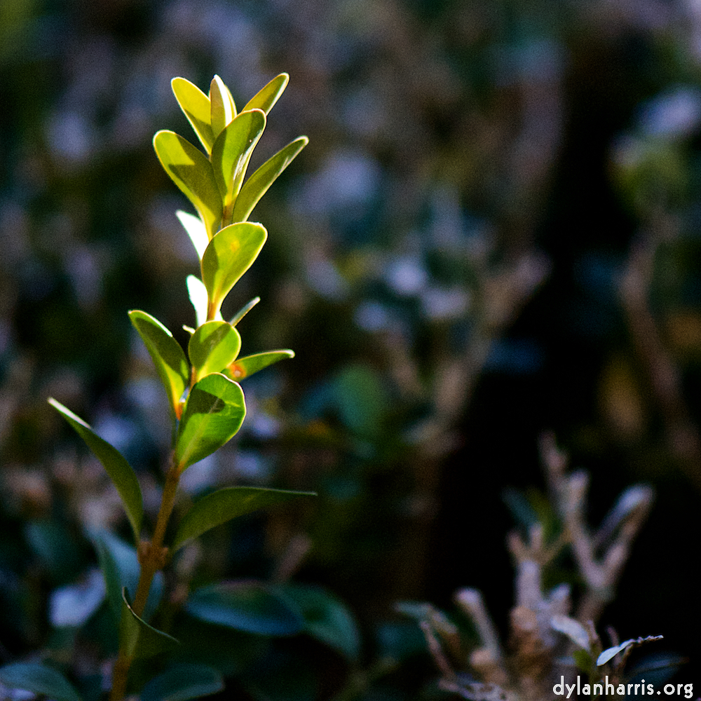 image: Image 'place de la résistance 4', at Place de la Résistance, a doe realises I’ve no treats.