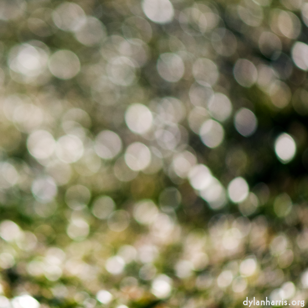 image: Image 'place de la résistance 5', of daffodils.