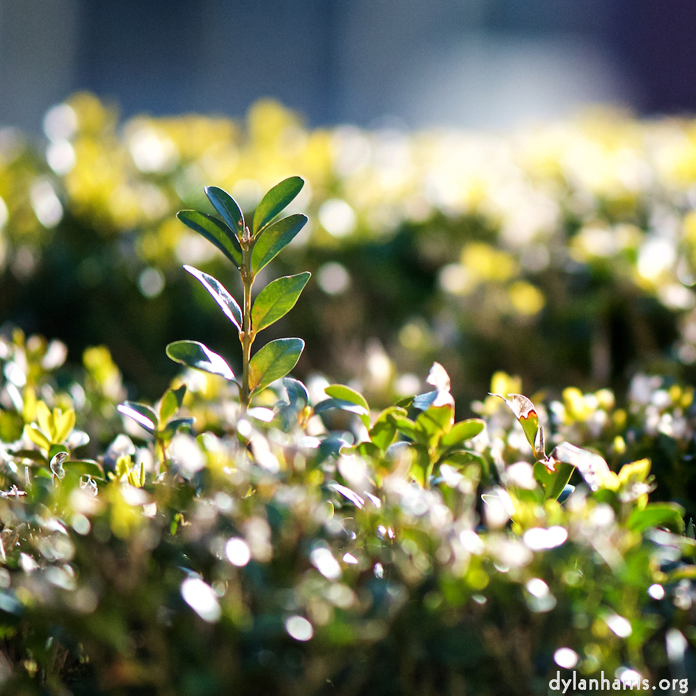 image: Image 'place de la résistance 6', at Place de la Résistance, of deer feeding.