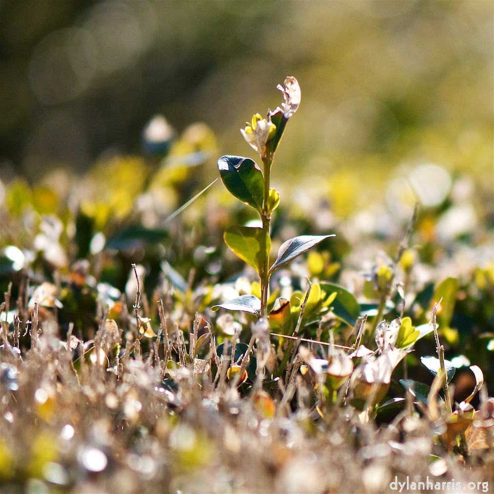 image: Image 'place de la résistance 7', at Place de la Résistance, the snout of a highland bull.