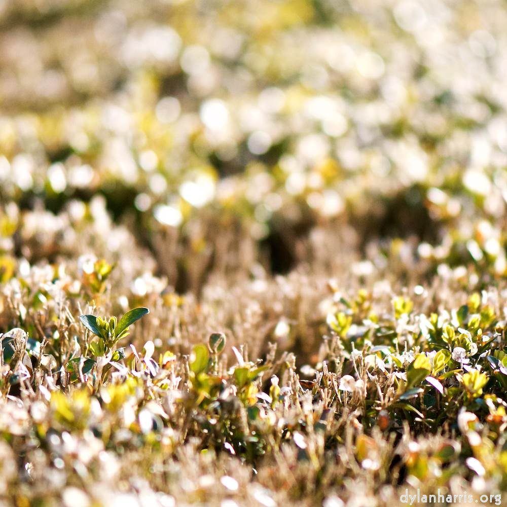 image: Image 'place de la résistance 8', at Place de la Résistance, the snout of a highland bull.