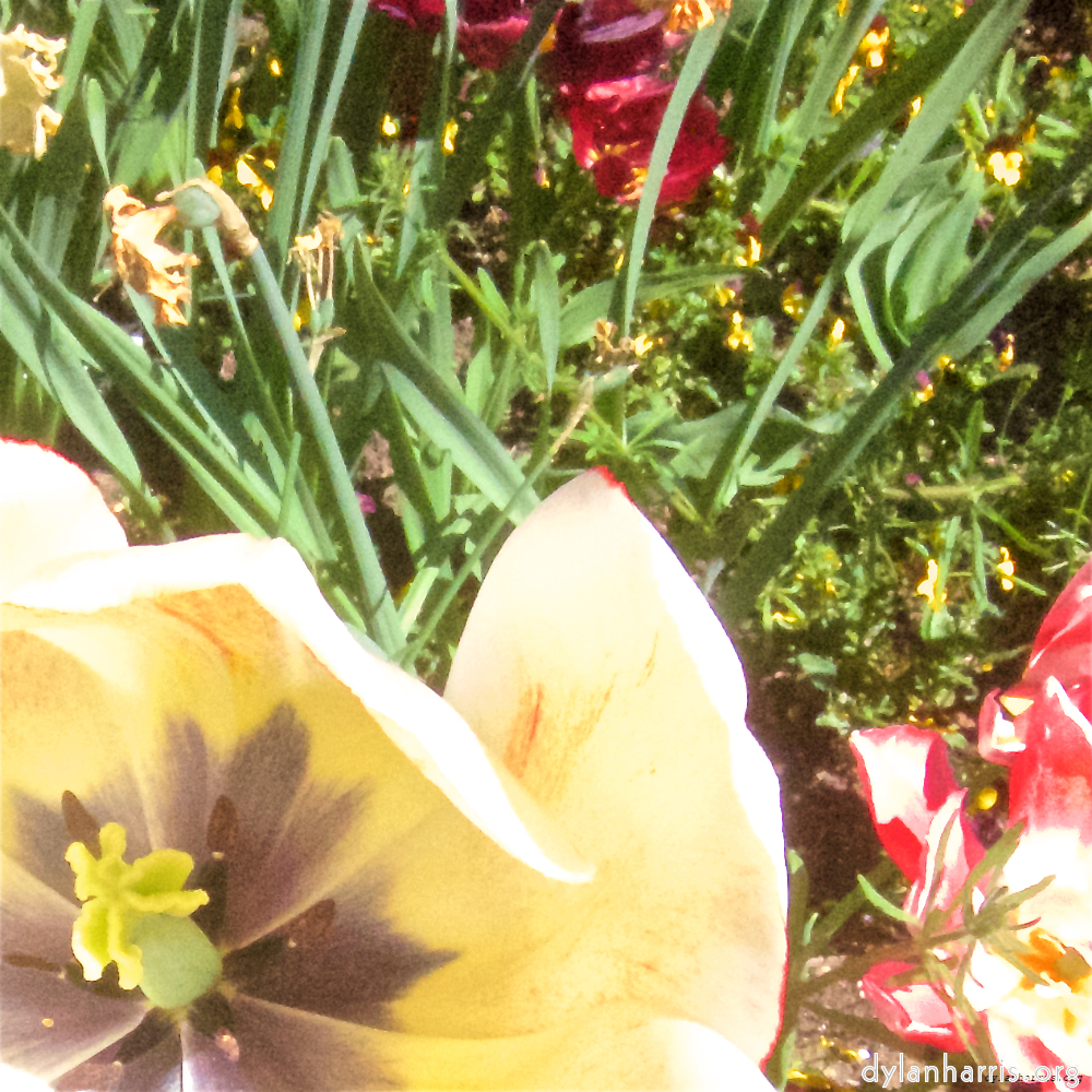 Image: Image 'escher blummen (x) 2'.