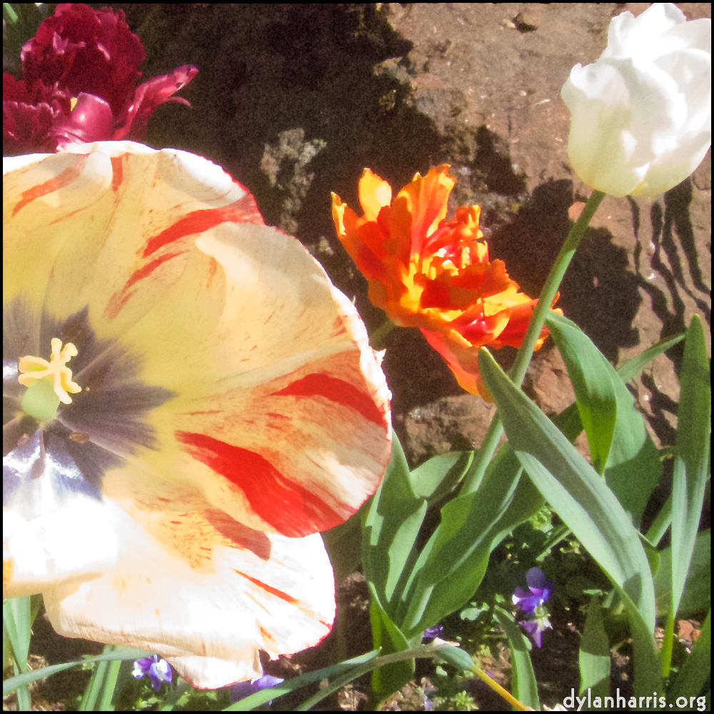 Image: Image 'escher blummen (x) 3'.