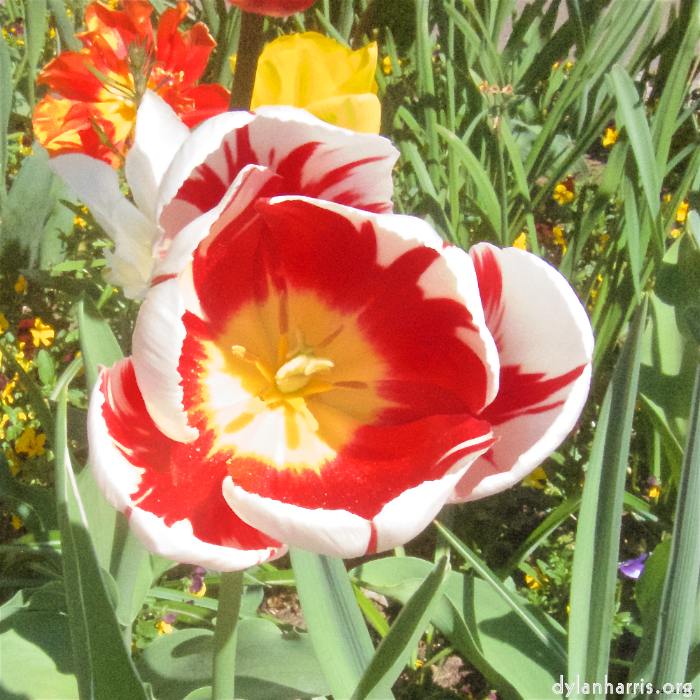 Image: Image 'escher blummen (x) 6'.