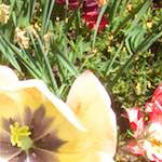 Image: Second image from the photoset 'escher blummen (x)'.