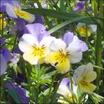 Image: Fourth image from the photoset 'escher blummen (x)'.