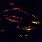 Image: Fourth image from the photoset 'amsterdam (xxv)'.