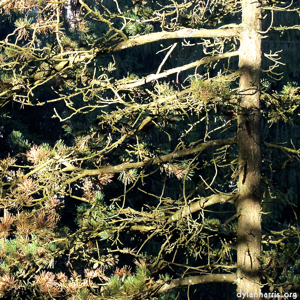 Image 'esch–sur–alzette (v) 1', at Escher Déierepark, of a male goat with a near–circular horn.
