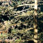 First image of Escher Déierepark, from the photoset 'esch–sur–alzette (v)'.