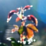 Second image of Escher Déierepark, from the photoset 'esch–sur–alzette (v)'.