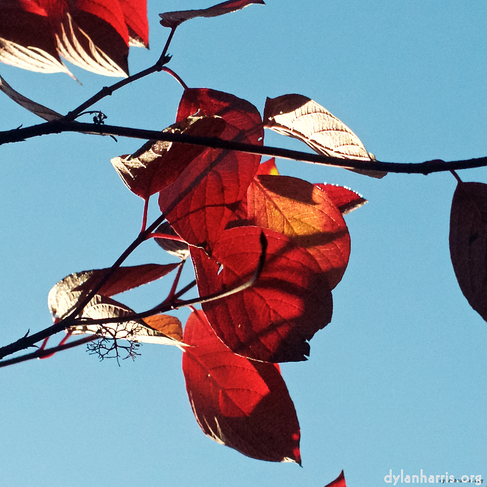image: This is ‘
autumn (iv) 2
’.