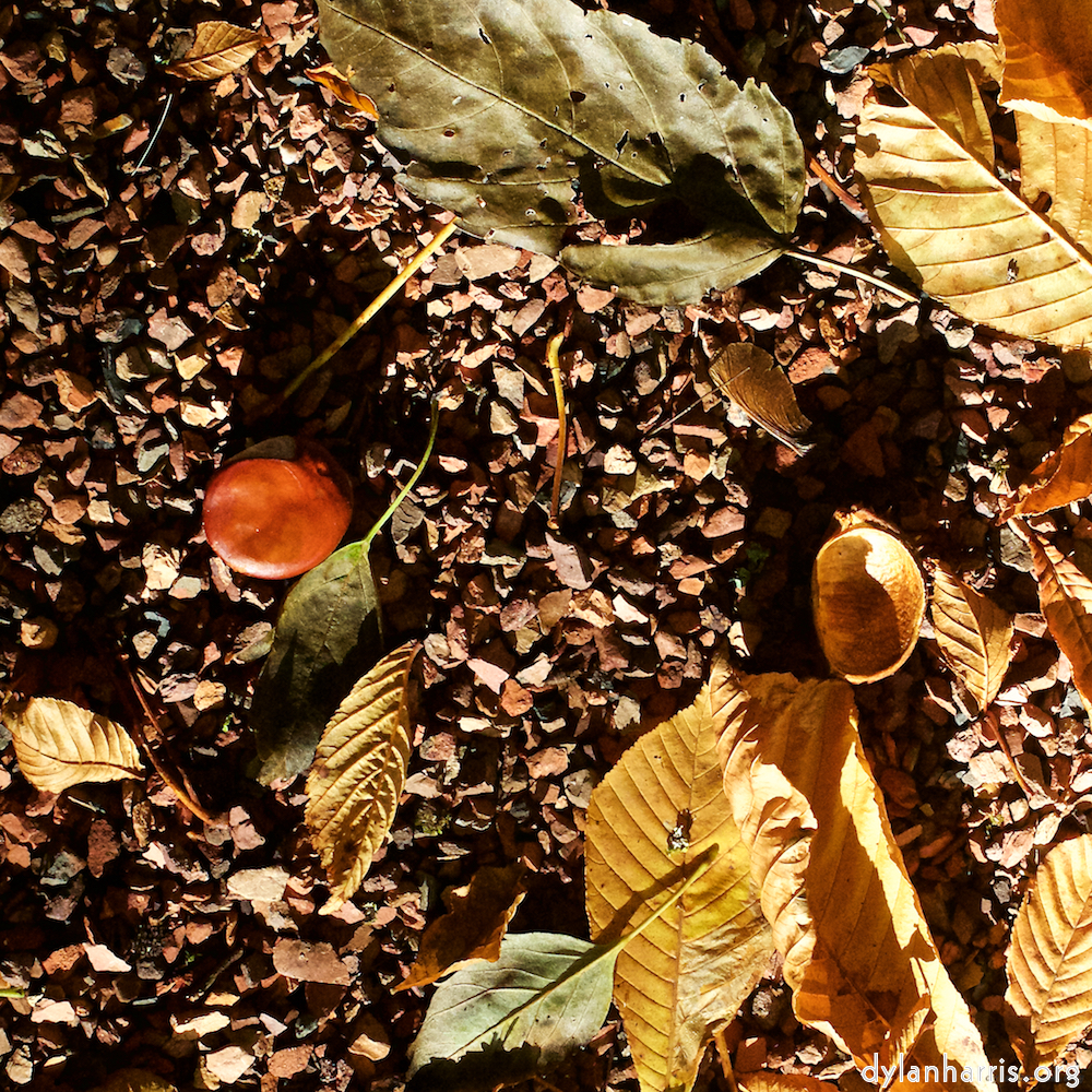 image: This is ‘
autumn (iv) 4
’.