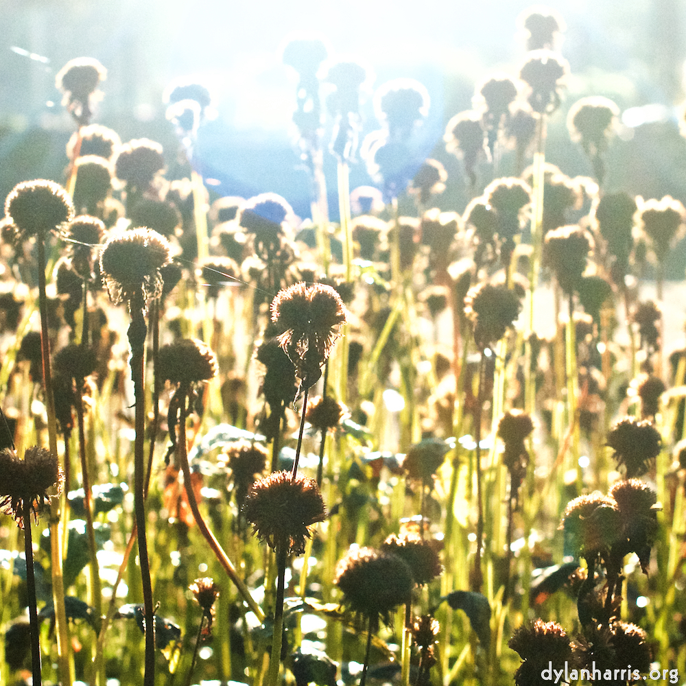 image: This is ‘
autumn (iv) 6
’.