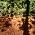 image: Image from the photoset ‘
autumn (iv)
’.