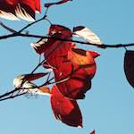 image: Image from the photoset ‘
autumn (iv)
’.