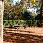 image: Image from the photoset ‘
autumn (iv)
’.