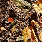 image: Image from the photoset ‘
autumn (iv)
’.