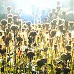 image: Image from the photoset ‘
autumn (iv)
’.