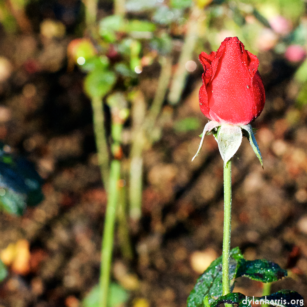 image: This is ‘
escher blummen (xxxi) 2
’.