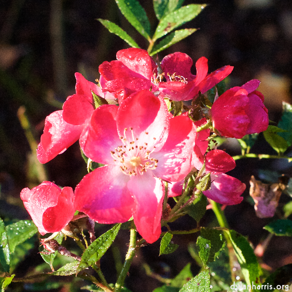 image: This is ‘
escher blummen (xxxi) 3
’.