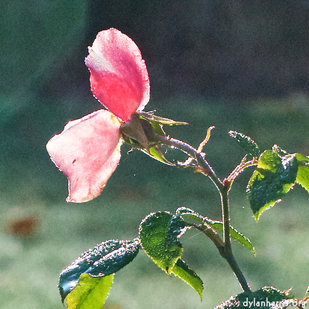 image: This is ‘
escher blummen (xxxi) 4
’.