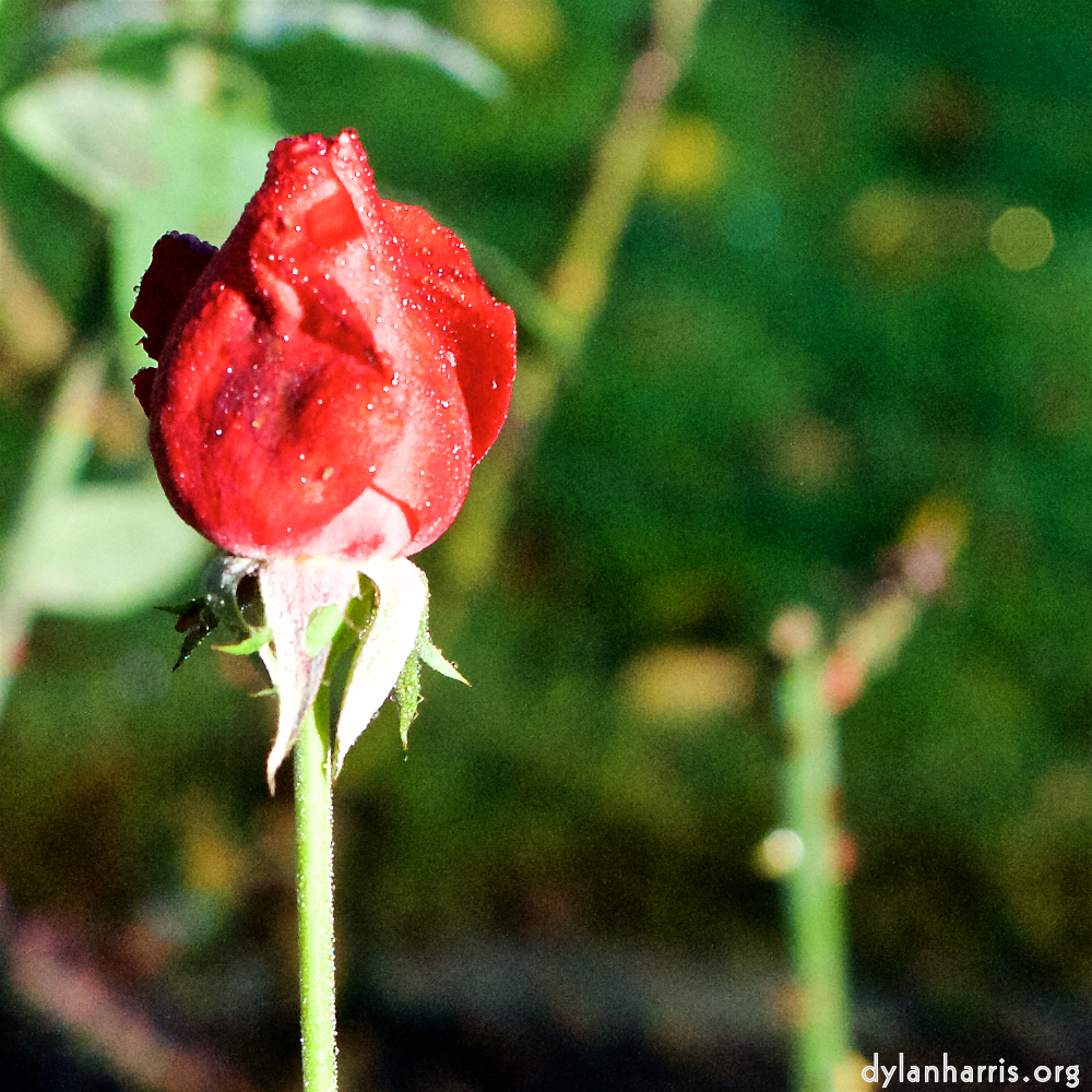 image: This is ‘
escher blummen (xxxi) 6
’.