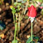 image: Image from the photoset ‘
escher blummen (xxxi)
’.