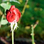 image: Image from the photoset ‘
escher blummen (xxxi)
’.