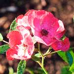 image: Image from the photoset ‘
escher blummen (xxxi)
’.