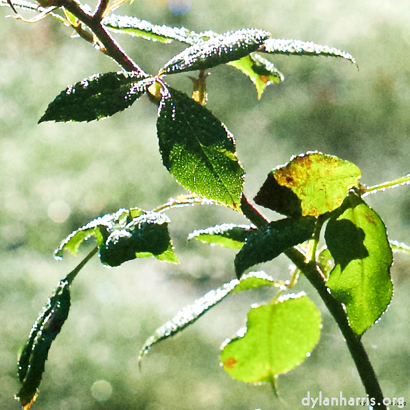 Image: Image 'escher blummen (xxxii) 2'.