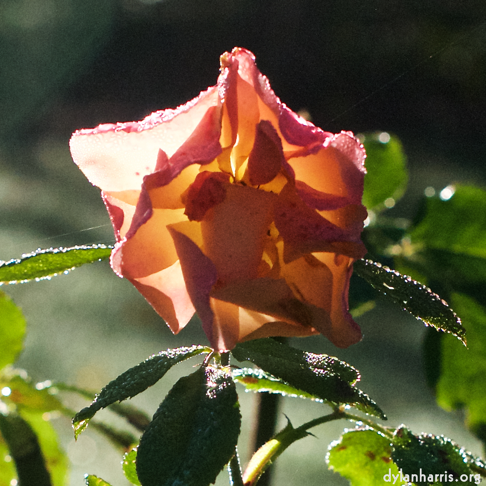 Image: Image 'escher blummen (xxxii) 3'.