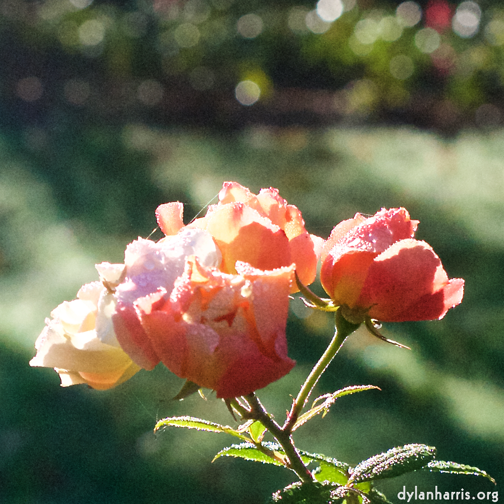 Image: Image 'escher blummen (xxxii) 5'.