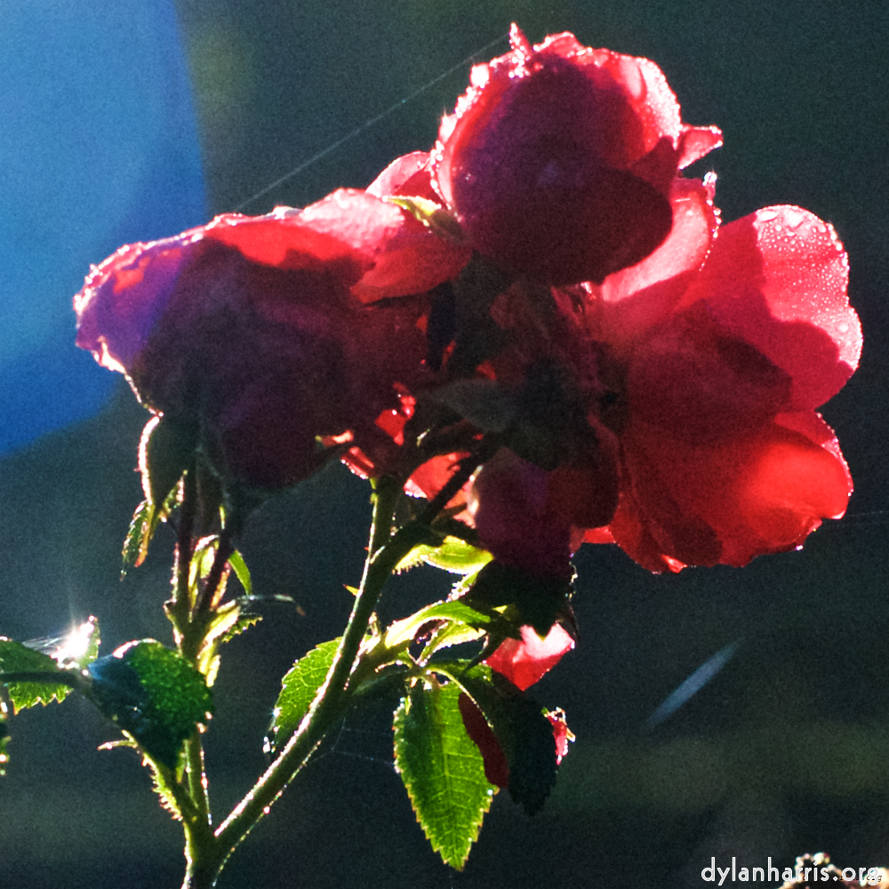 image: This is ‘
escher blummen (xxxii) 6
’.