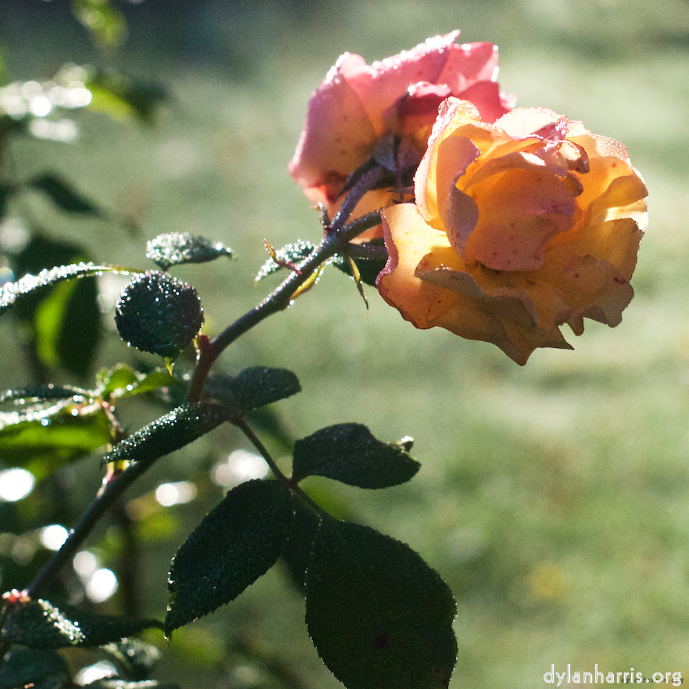 image: This is ‘
escher blummen (xxxii) 7
’.