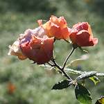 image: Image from the photoset ‘
escher blummen (xxxii)
’.