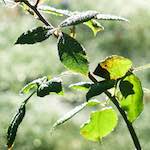 image: Image from the photoset ‘
escher blummen (xxxii)
’.