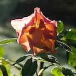 image: Image from the photoset ‘
escher blummen (xxxii)
’.