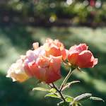 image: Image from the photoset ‘
escher blummen (xxxii)
’.