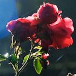 image: Image from the photoset ‘
escher blummen (xxxii)
’.