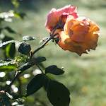 image: Image from the photoset ‘
escher blummen (xxxii)
’.