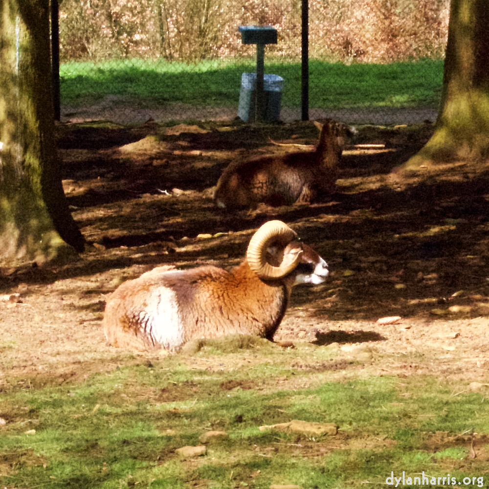 Image 'esch–sur–alzette (ii) 1', at Escher Déierepark, of a male goat with a near–circular horn.