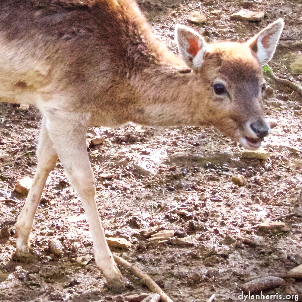 Image 'esch–sur–alzette (ii) 2', at Escher Déierepark, head and torso of a doe.