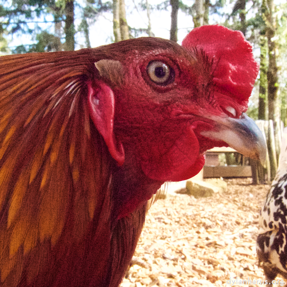 Image 'esch–sur–alzette (ii) 3', at Escher Déierepark, the head and crest of a chicken.