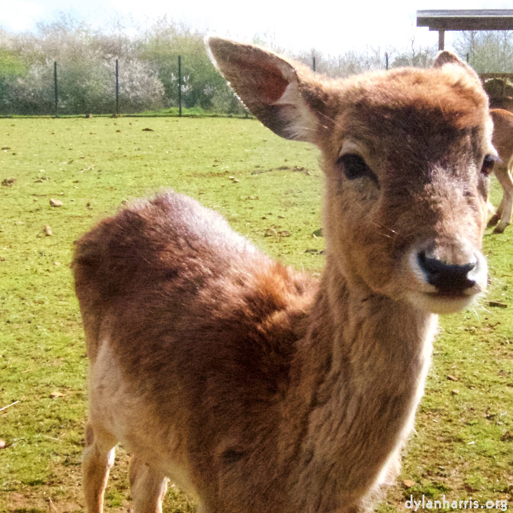Image 'esch–sur–alzette (ii) 4', at Escher Déierepark, a doe realises I’ve no treats.