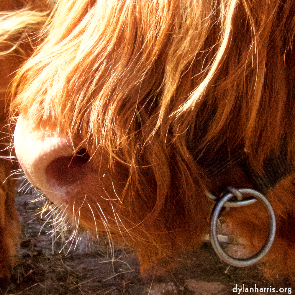 Image 'esch–sur–alzette (ii) 7', at Escher Déierepark, the snout of a highland bull.