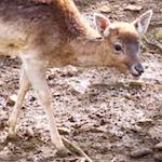 Second image of Escher Déierepark, from the photoset 'esch–sur–alzette (ii)'.